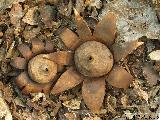 Geastrum corollinum