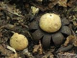 Geastrum corollinum