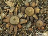 Geastrum corollinum