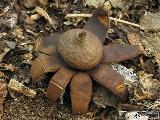 Geastrum corollinum 