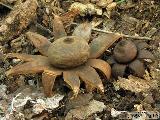 Geastrum corollinum 