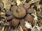 Geastrum corollinum 