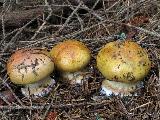 Cortinarius aureofulvus