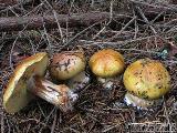 Cortinarius aureofulvus