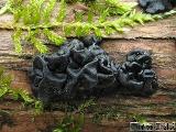 Exidia pithya