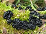 Exidia pithya