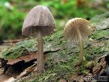 Mycena rubromarginata