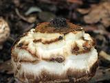 Agaricus bohusii 