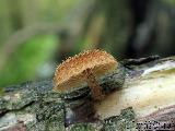 Phaeomarasmius erinaceus 