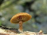 Phaeomarasmius erinaceus 