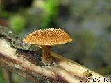 Phaeomarasmius erinaceus 