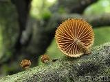 Phaeomarasmius erinaceus 