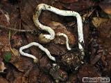 Elaphocordyceps rouxii