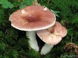 Russula vesca 