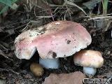 Russula vesca 