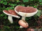 Russula vesca 