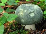 Russula virescens 