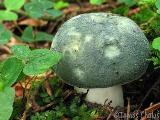 Russula virescens 