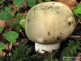 Russula virescens 