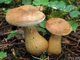 Tylopilus felleus 