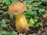 Tylopilus felleus 