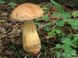 Tylopilus felleus 