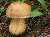 Tylopilus felleus 