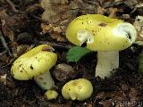 Russula violeipes 