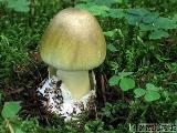 Amanita phalloides