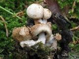 Asterophora lycoperdoides 