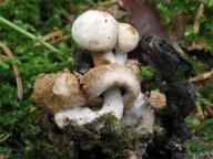 jižní Čechy 2012 jižní Čechy 2012