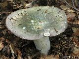 Russula cyanoxantha