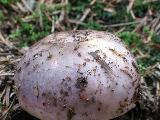 Russula cyanoxantha 