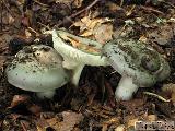 Russula cyanoxantha 