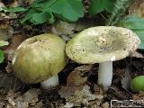 Russula cyanoxantha 