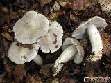 Tricholoma sciodes