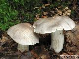 Tricholoma sciodes