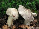 Tricholoma sciodes 