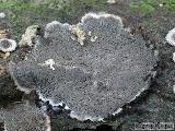 Bjerkandera adusta 