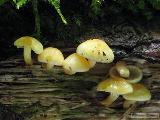 Hypholoma fasciculare var. pusillum