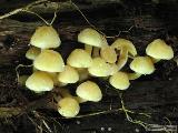 Hypholoma fasciculare var. pusillum