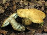 Gyroporus cyanescens