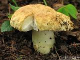 Gyroporus cyanescens 