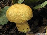 Gyroporus cyanescens 