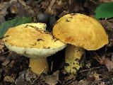 Gyroporus cyanescens 