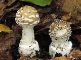 Amanita pantherina
