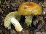 Russula grata