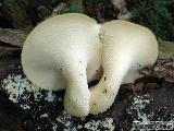 Polyporus tuberaster 