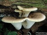 Polyporus tuberaster 