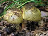 Cyanoboletus pulverulentus 